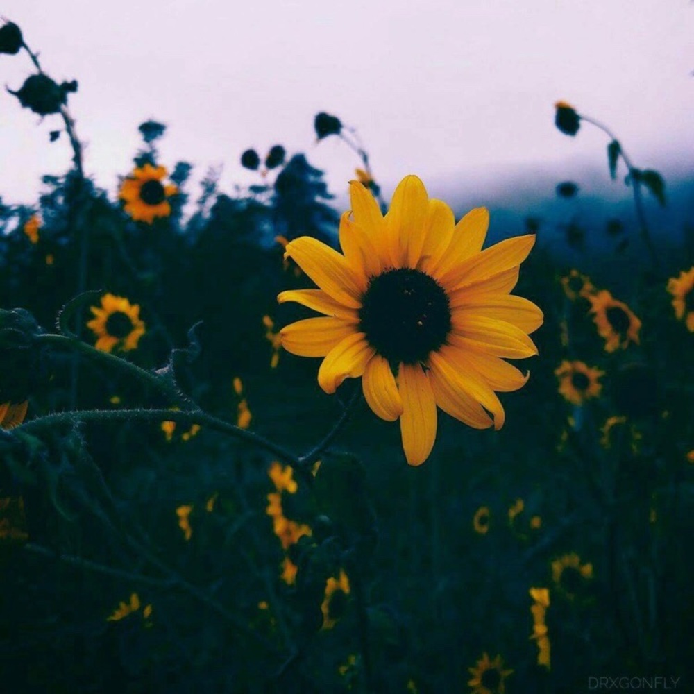 Meet your Posher, Ruby